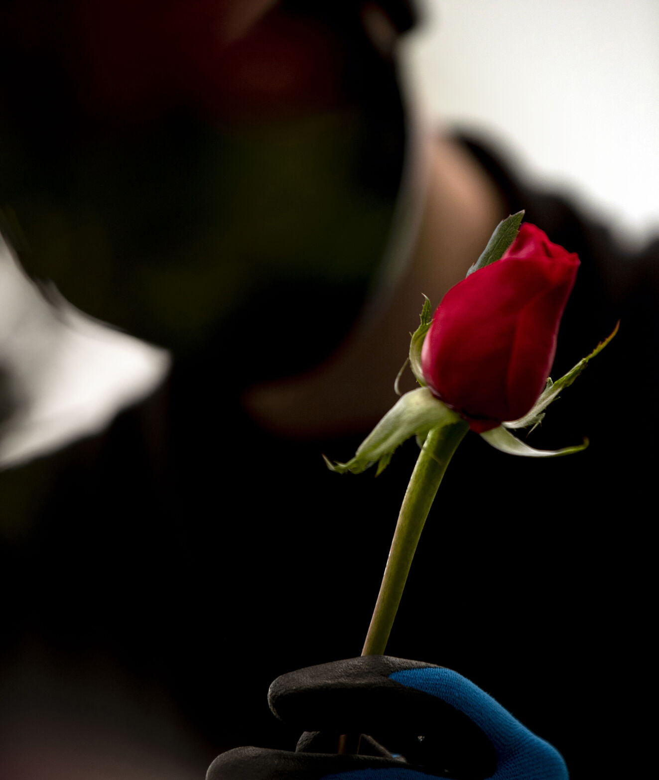 021321-news-vdayroses 05.jpg
